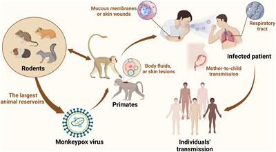 Insights into monkeypox pathophysiology, global prevalence, clinical manifestation and treatments